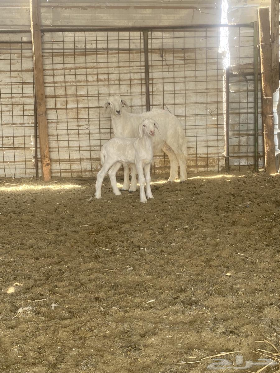 للبيع خروف64353913084801114