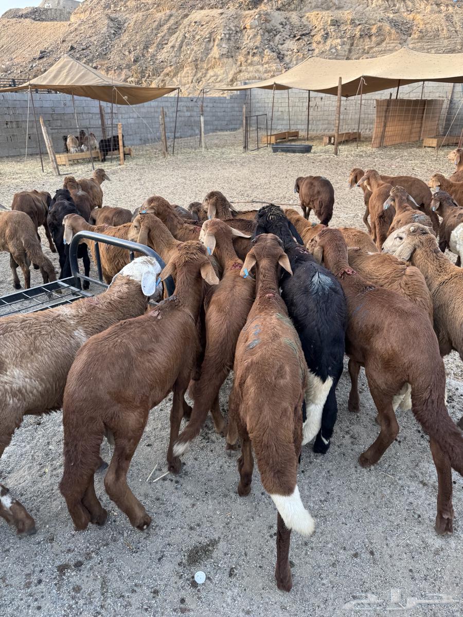 طليان سواكن64241769573250112