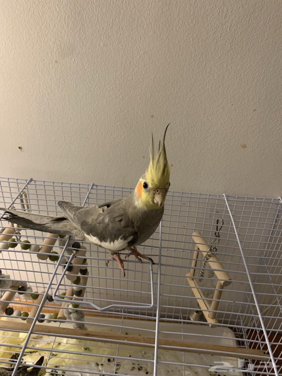 للبيع كروان ذكر وانثى64357070966530110