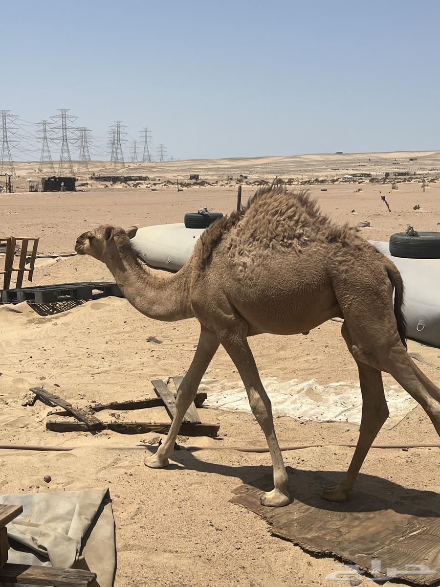 قعود للبيع64362226480385110