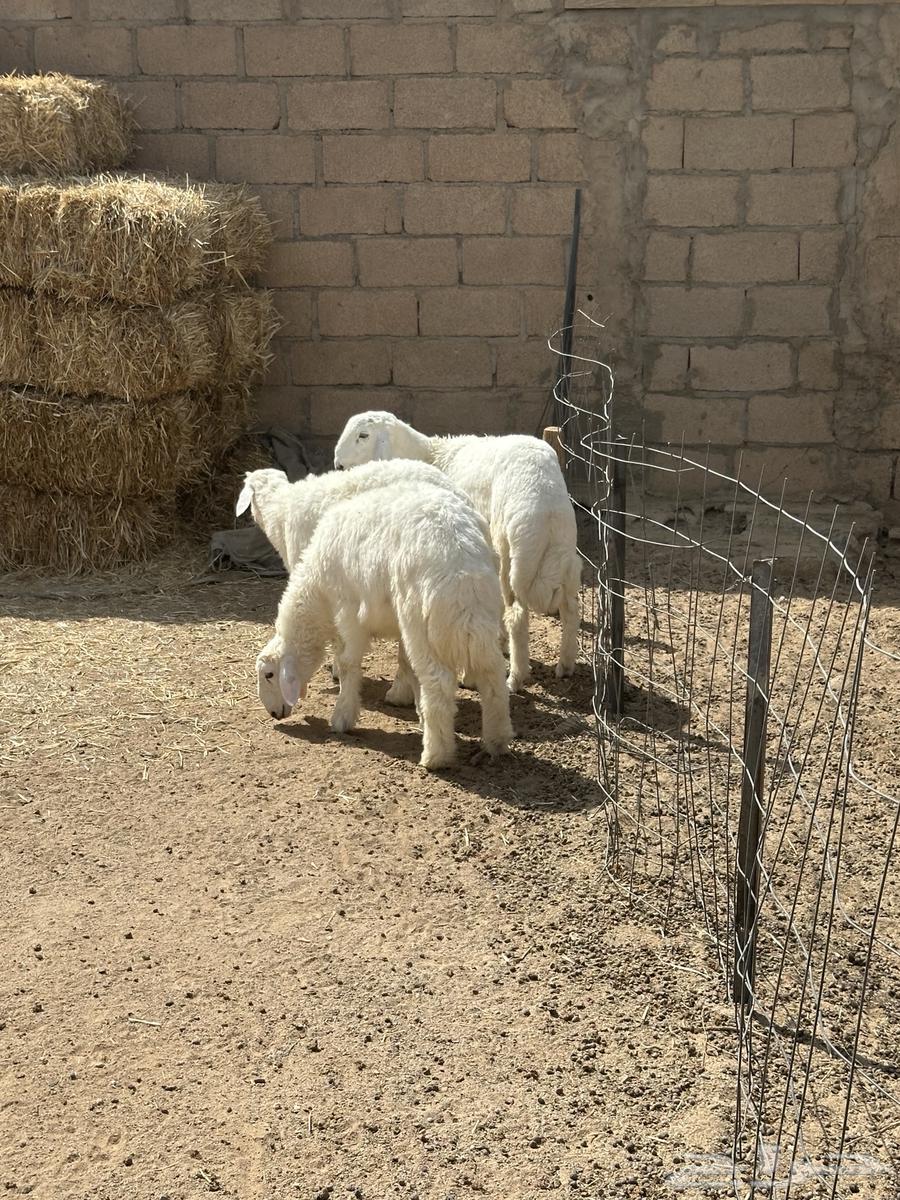 بهم حري64352808534913114