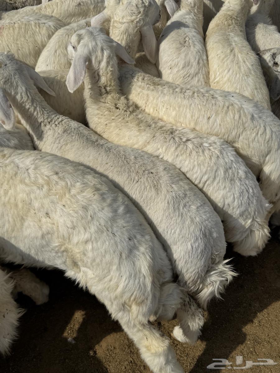 بهم حري64353151232514112