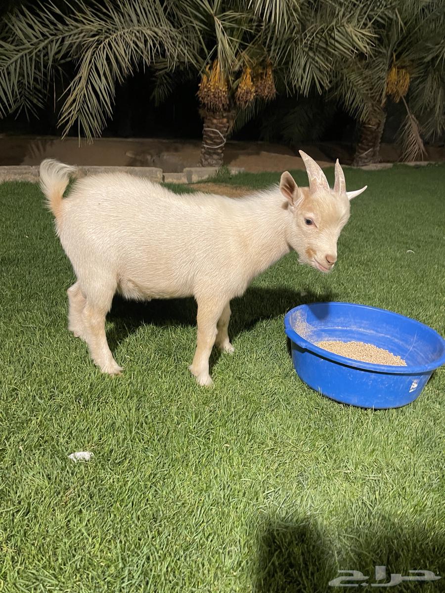 للبيع تيس قزمي أصل عدد 264361238815873111