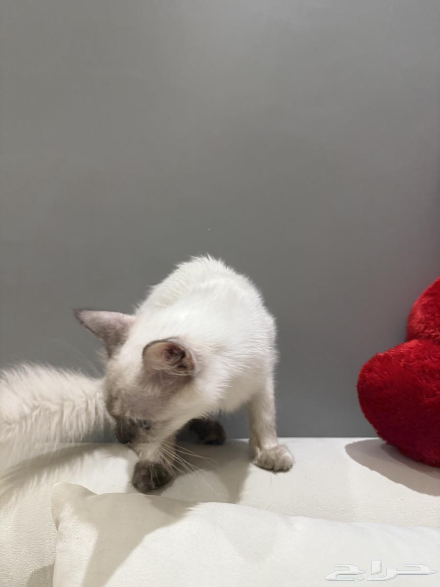 قطط للبيع64359633093761112