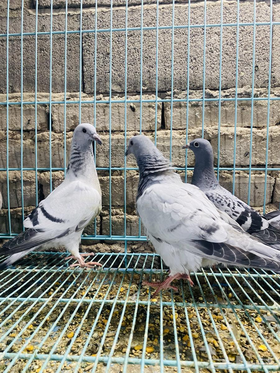 For sale, a set of pigeon squabs64359865022211112