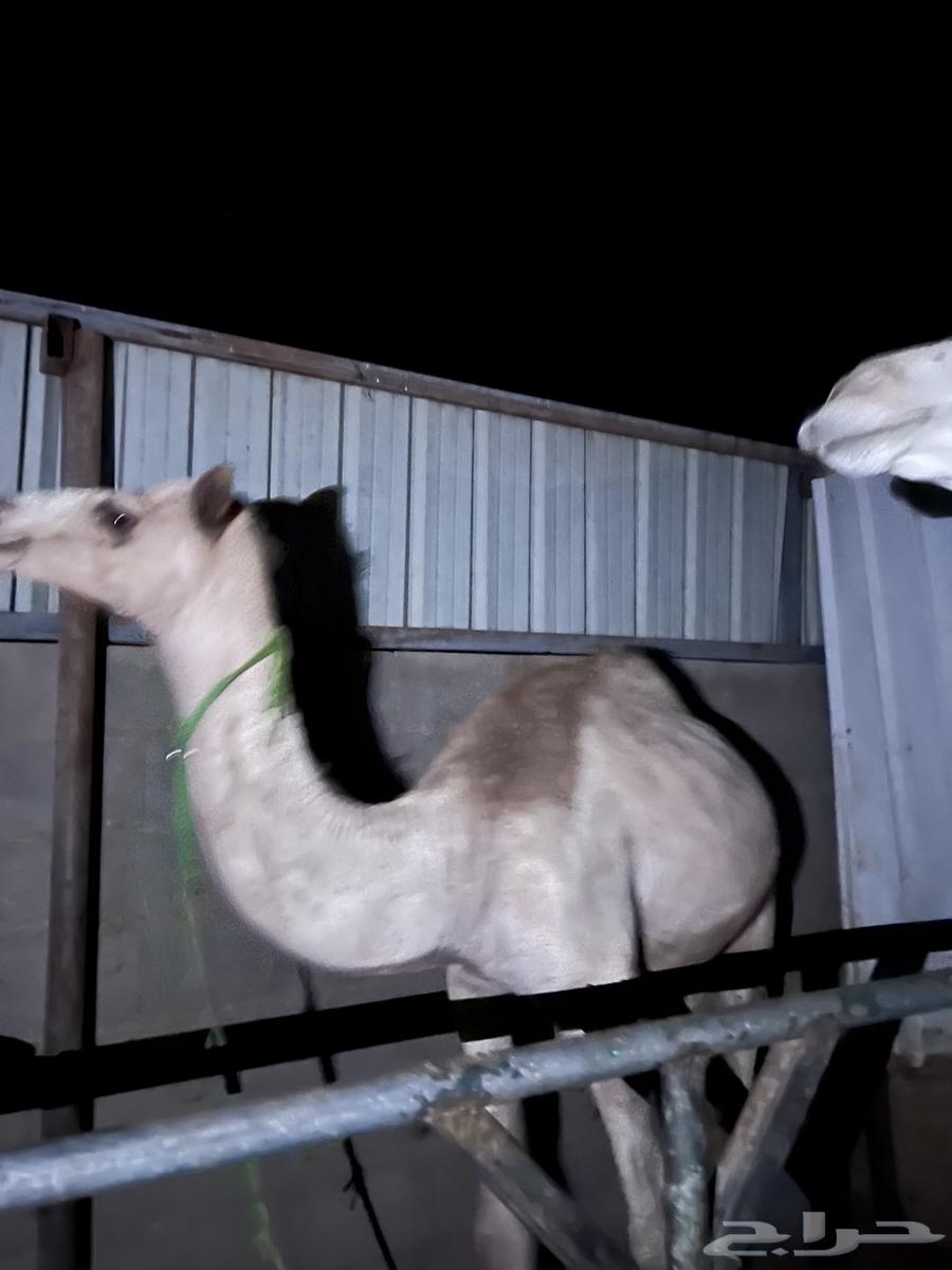 قعدان للبيع على السوم64360754704003113