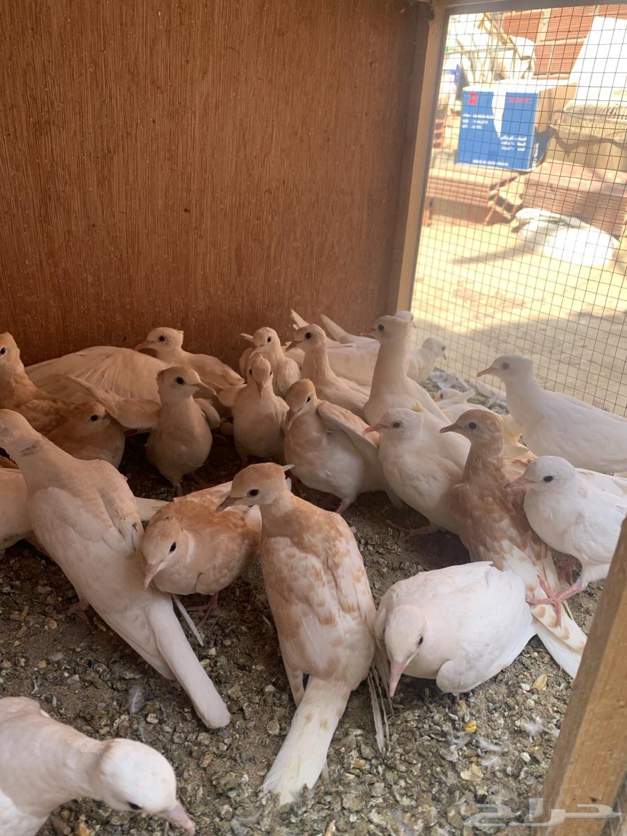 قماري هولندي64352703835394112