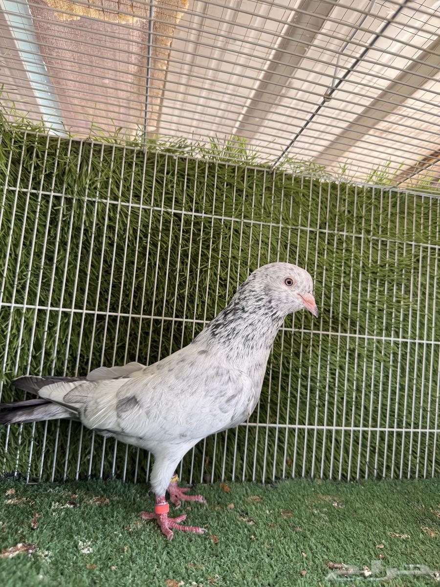 اجواز حمام باكستاني64349345517187113