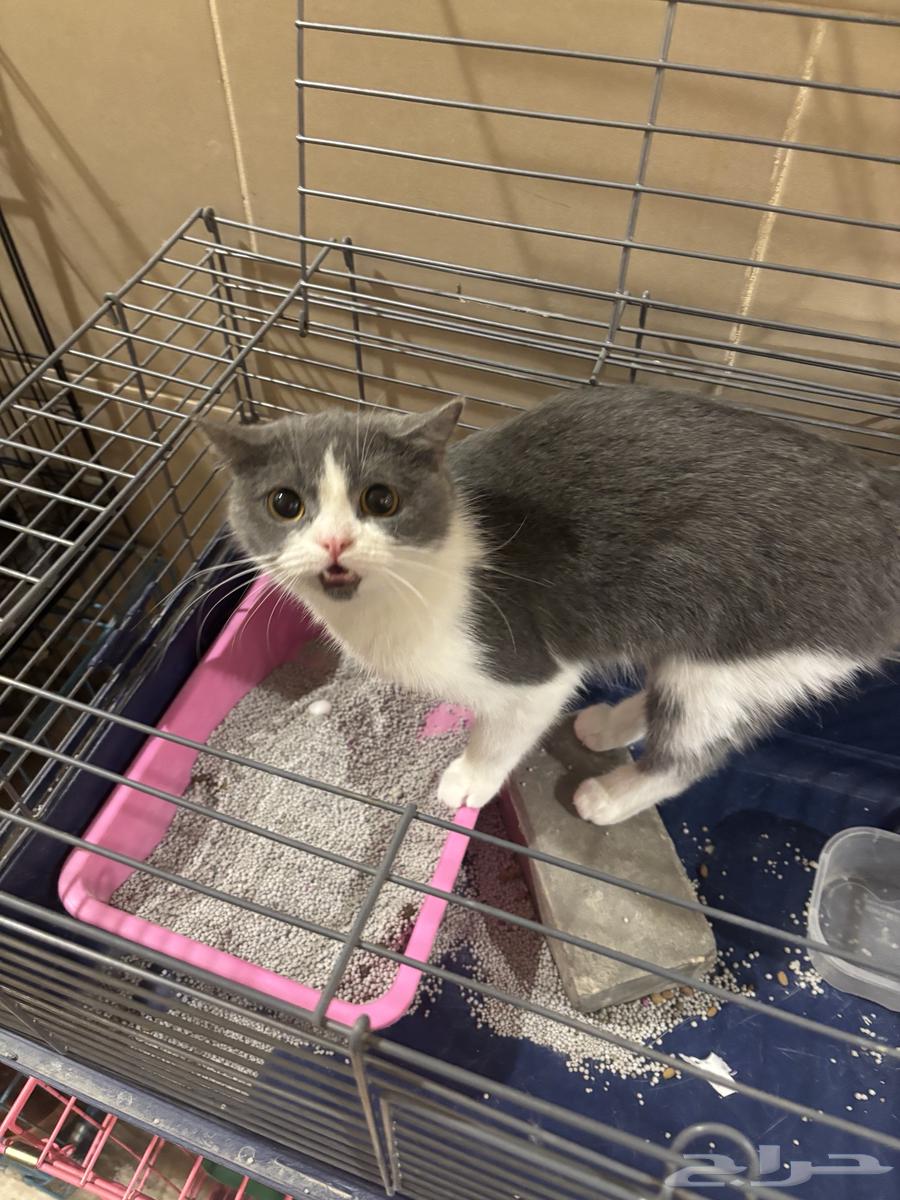 قطه سكوتس ستريت باندا انثي للبيع لايوجد تبني64356237283330110