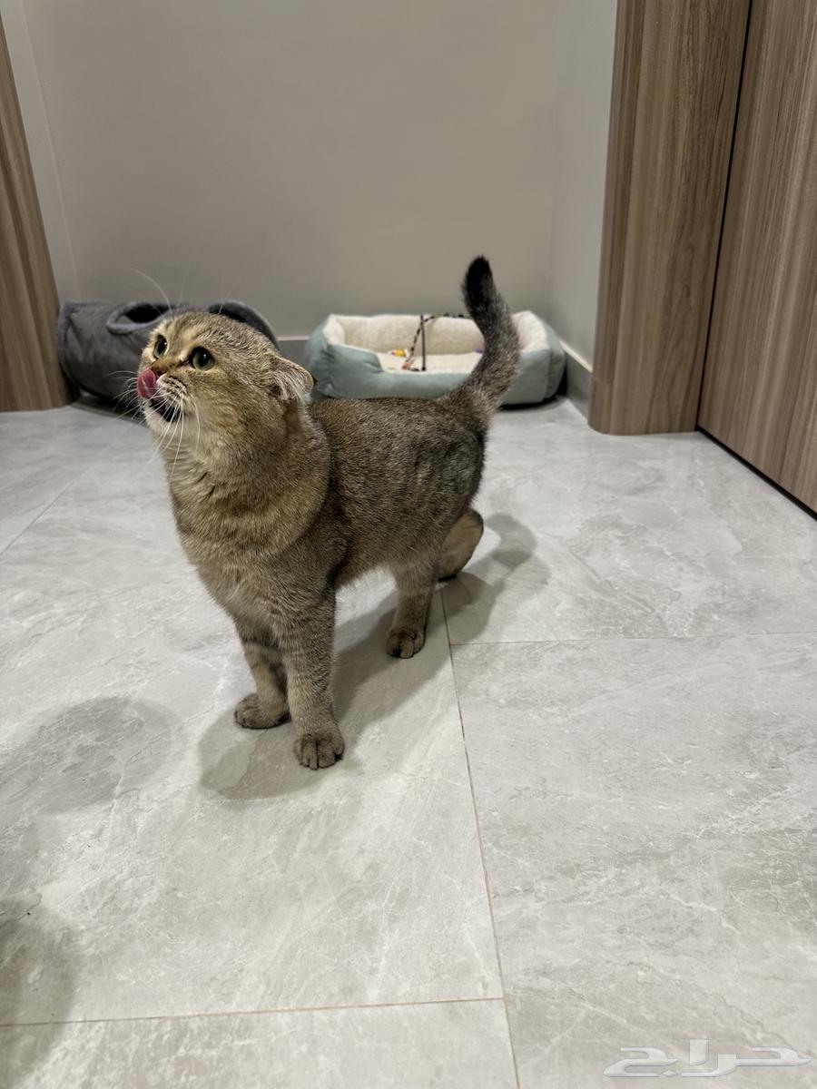 قطو سكوتش للبيع64362195823747114