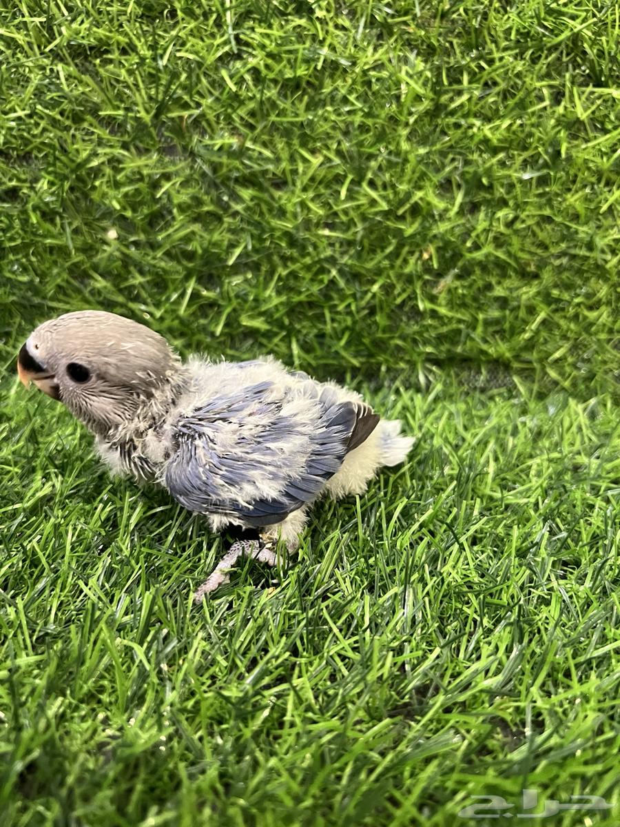 فرخ روز ازرق ( تم البيع )64353210396931112