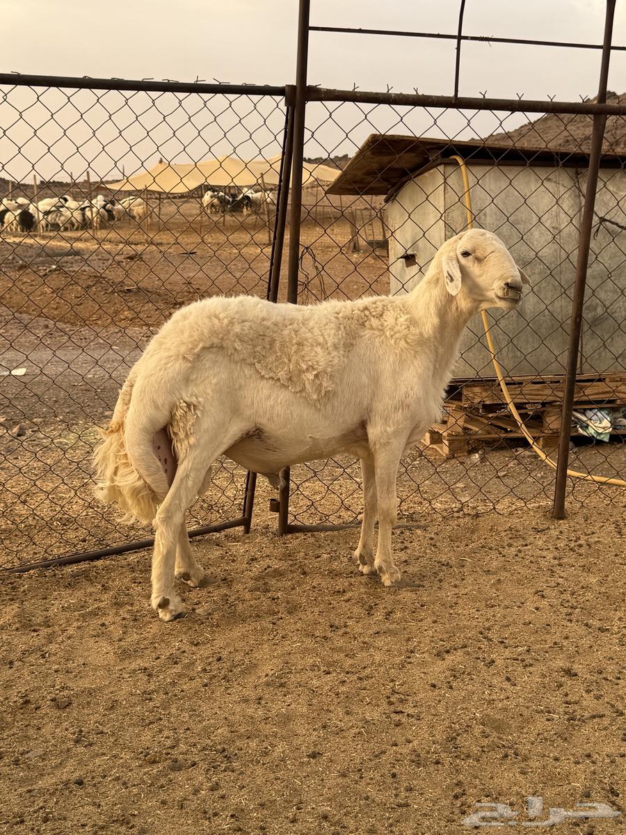 خروف فحل صنف64359662233987111