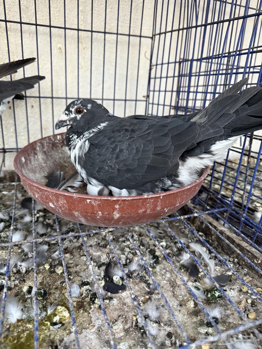 حمام للبيع كلها اناثي64357821104003113