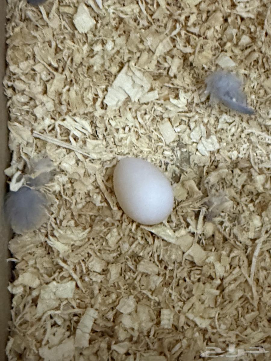 A breeding pair of quails currently has three eggs for sale, price 40064232835645571114