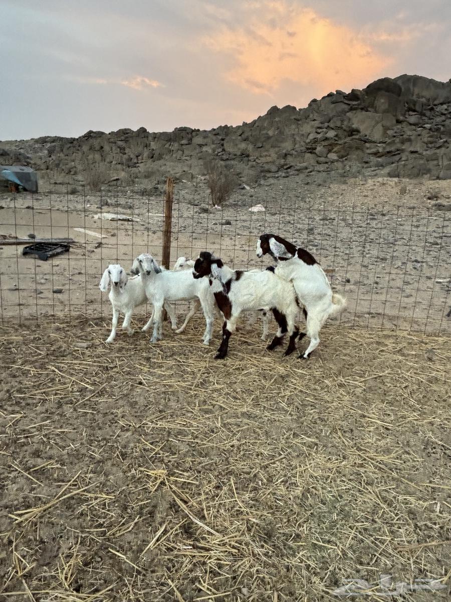 تيوس للبيع64362423844227110