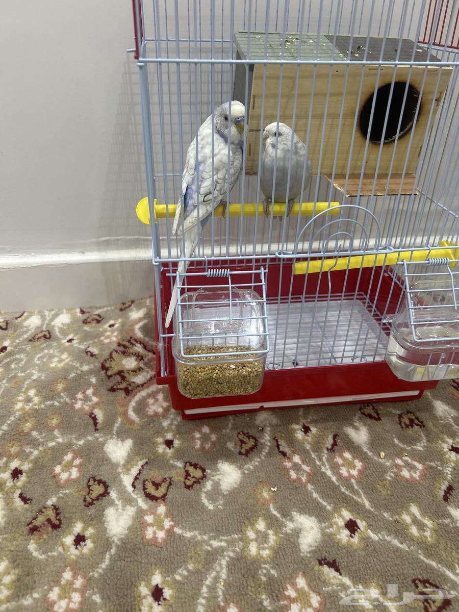 للبيع زوج طيور64351851632771110