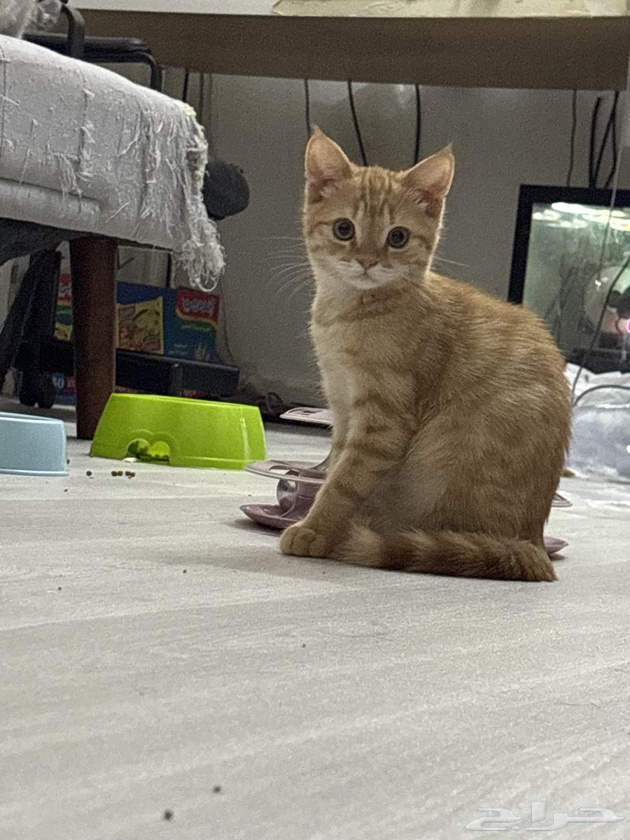 Scotch Straight Kittens for Adoption for a Symbolic Amount64359518126210110