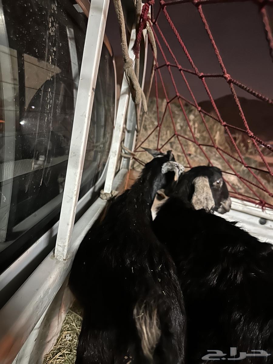 تيوس لباني64361892612739114