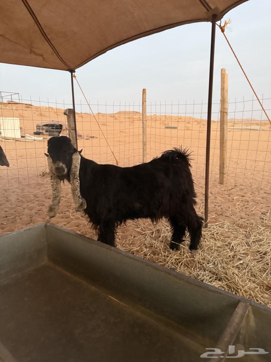 Goat64359547122947113