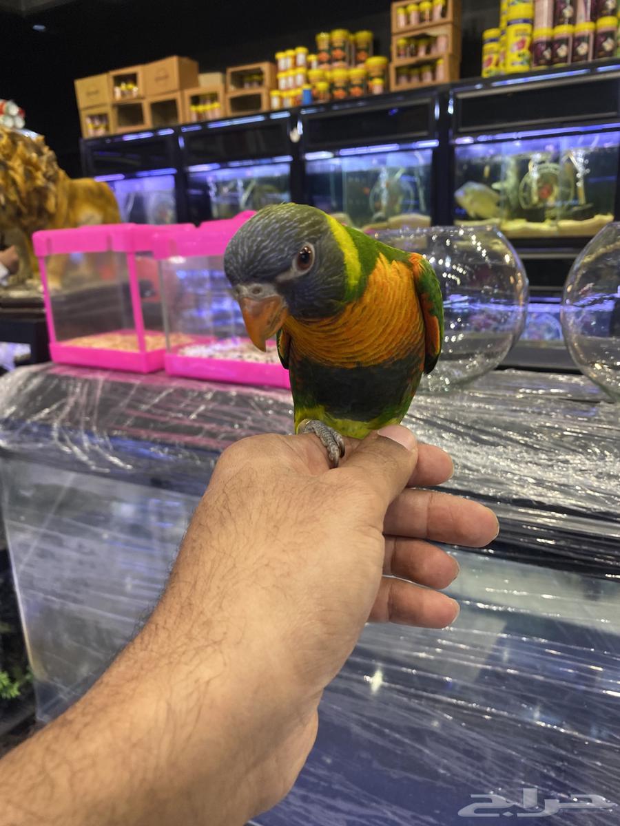 ببغاء اللوري اليف وهدد64356836136707111
