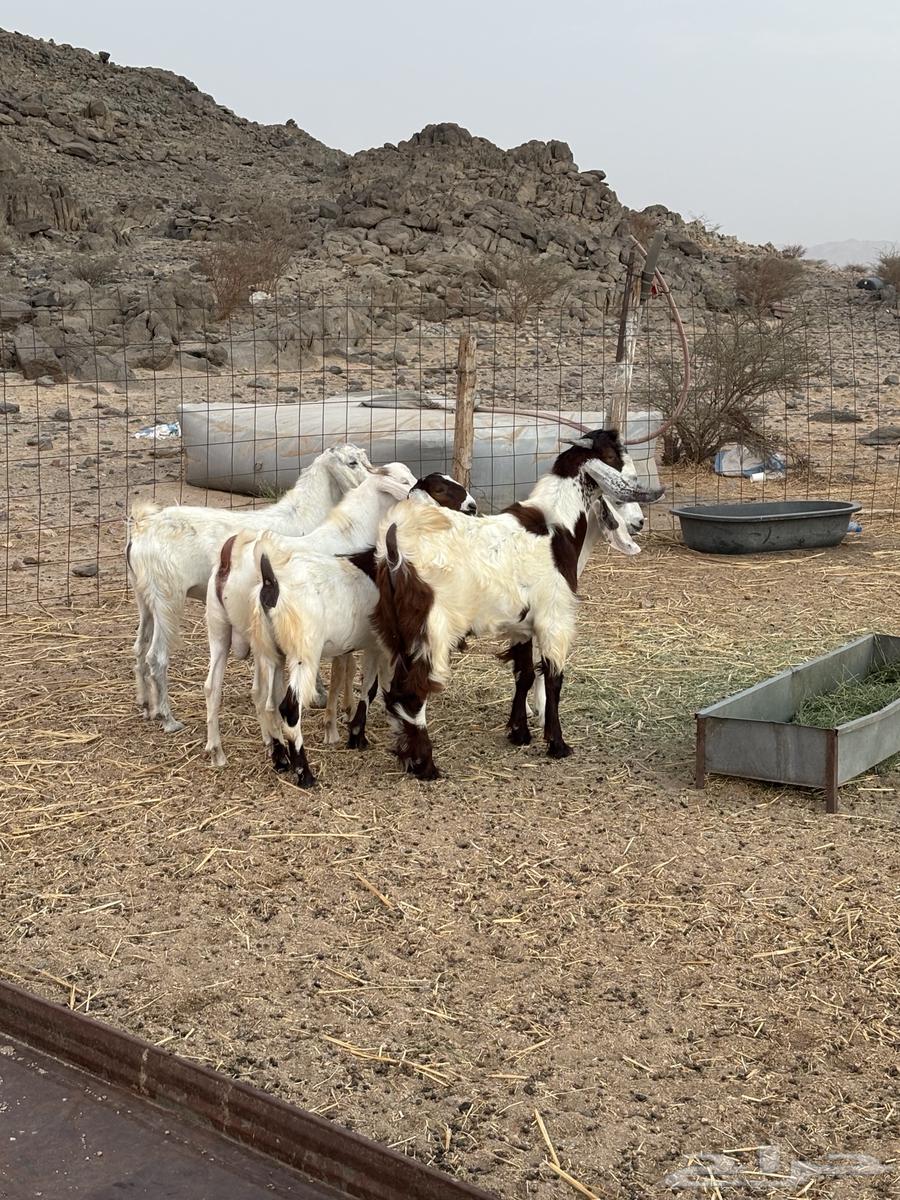 تيوس للبيع64362423844227112