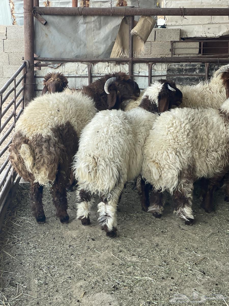 ذبايح للبيع64358308481026111