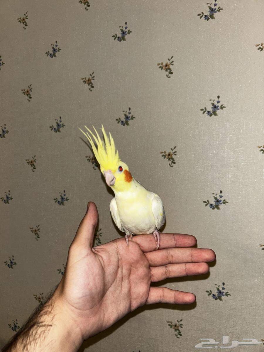 ببغاء كروان لاتينو64360232657410112