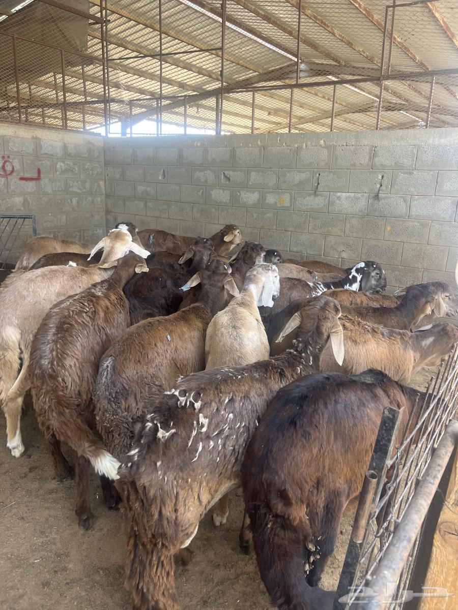 سواكن مرابي64353986796035110