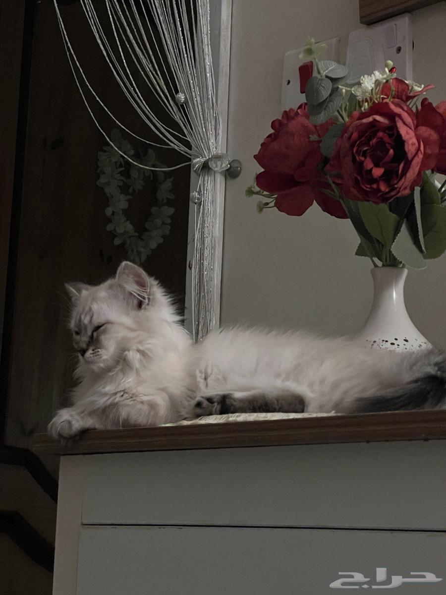 Kitten for sale for 200, 4 months old, very playful, loves to play and energetic63618662628482114