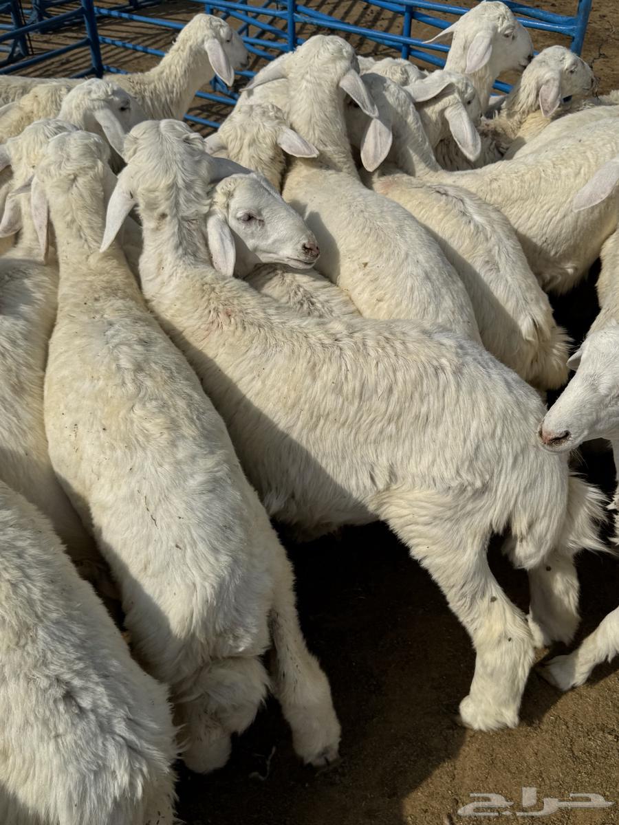 بهم حري64353151232514110