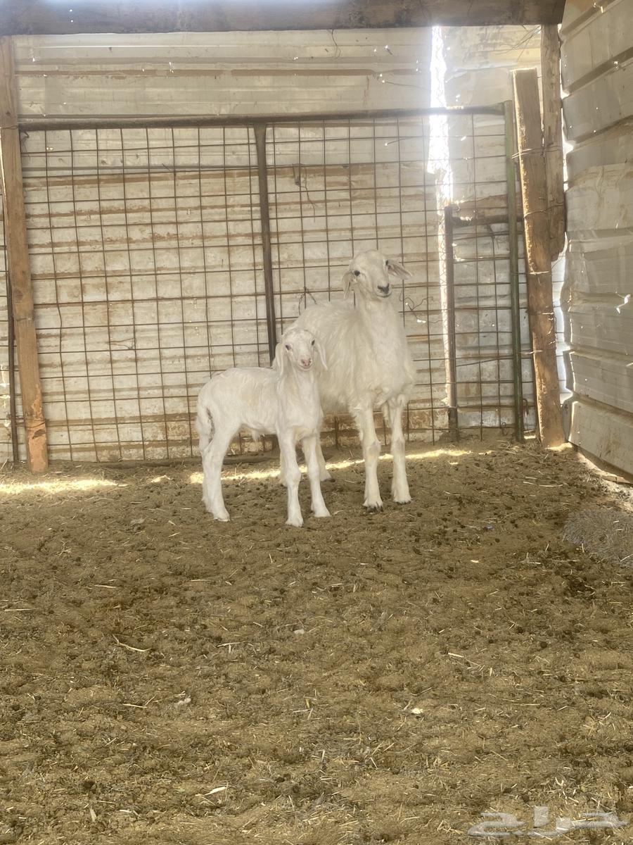 للبيع خروف64353913084801111