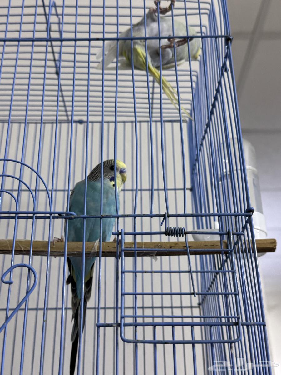 زوج بادجي64357232603265110