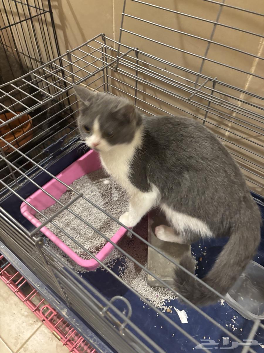 قطه سكوتس ستريت باندا انثي للبيع لايوجد تبني64356237283330111