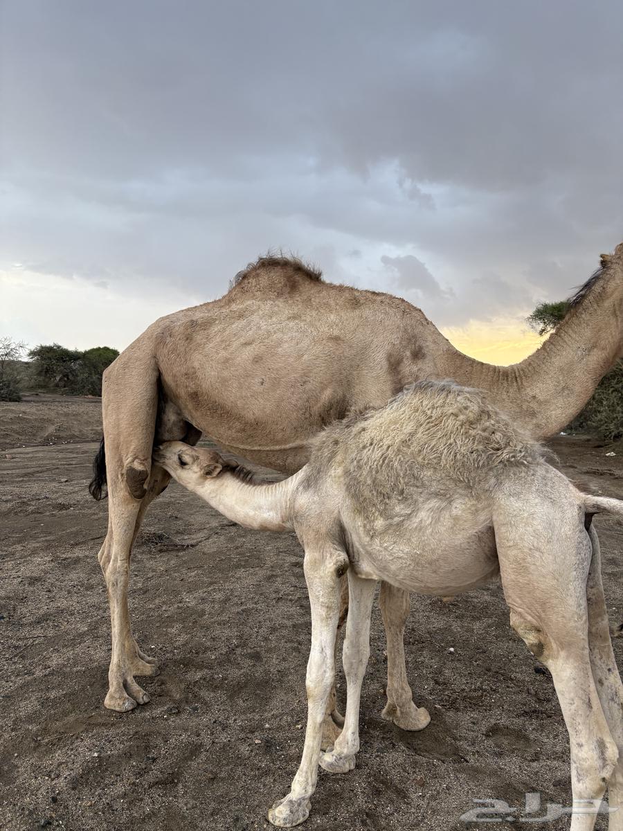 حشوان كفو للبيع64353854584705111