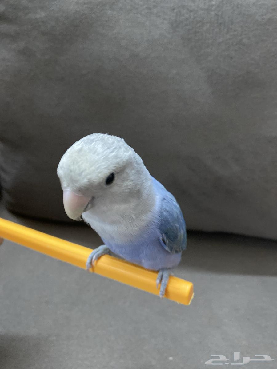 Bird of the Day64359995496962113