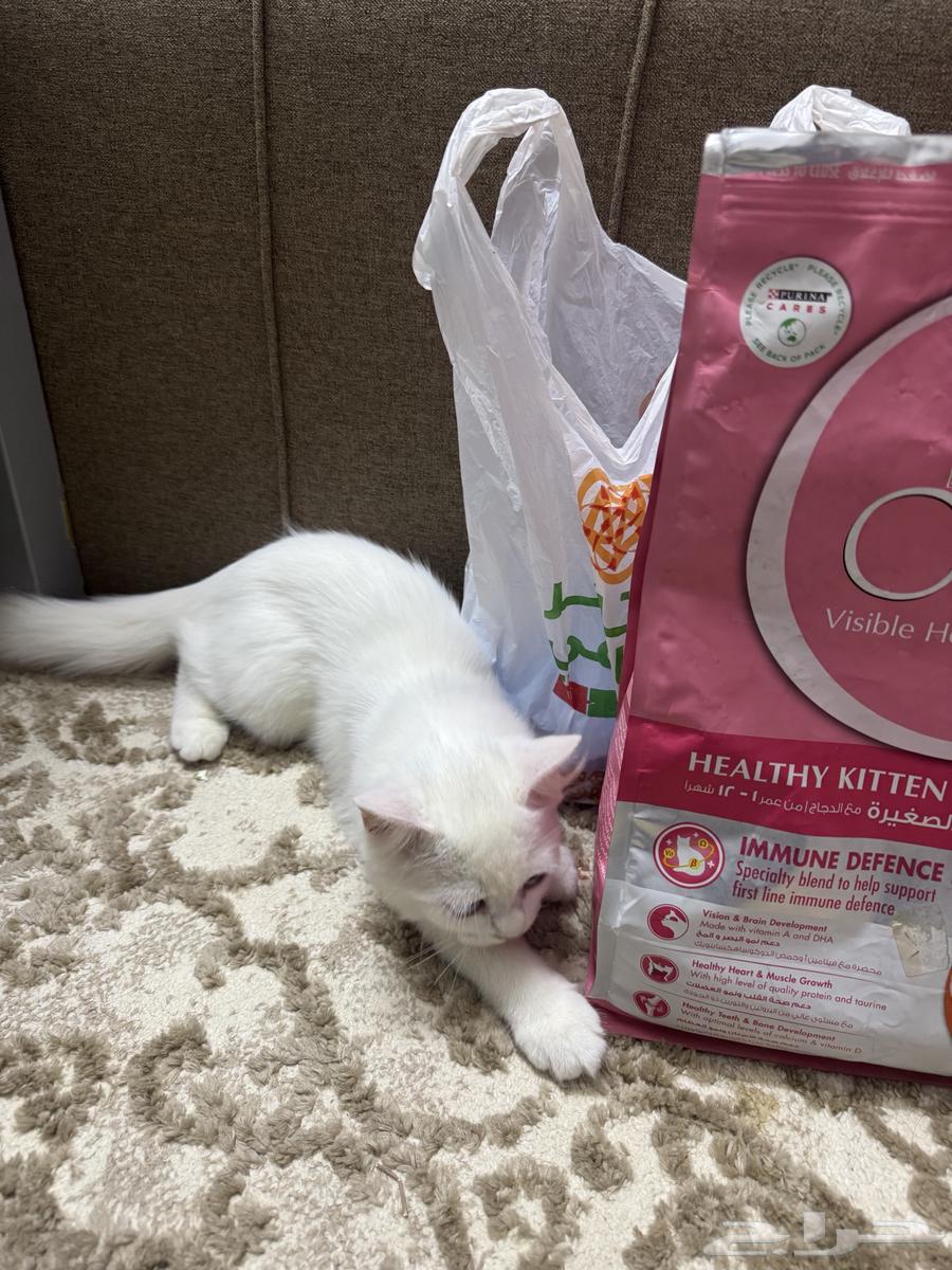 قطط شيراز للبيع64360944244738114