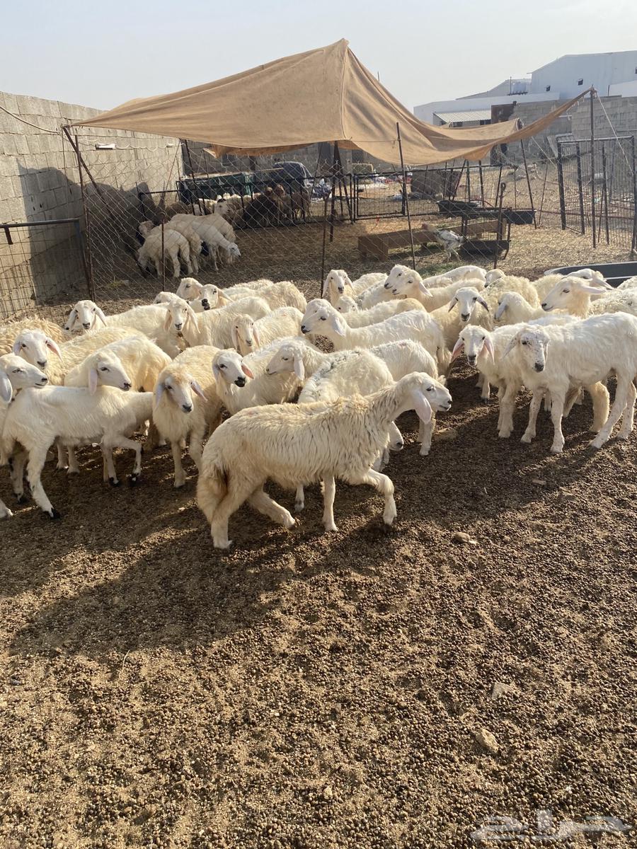 50 live sheep free from 65064351472178817110
