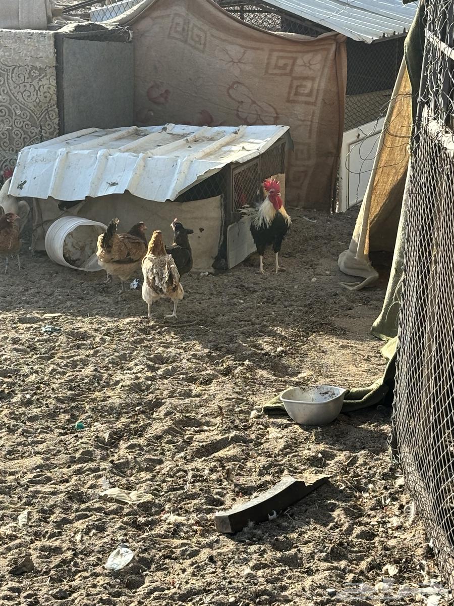 للبيع دجاج عربي اصيل وأغراضه64356325179265114