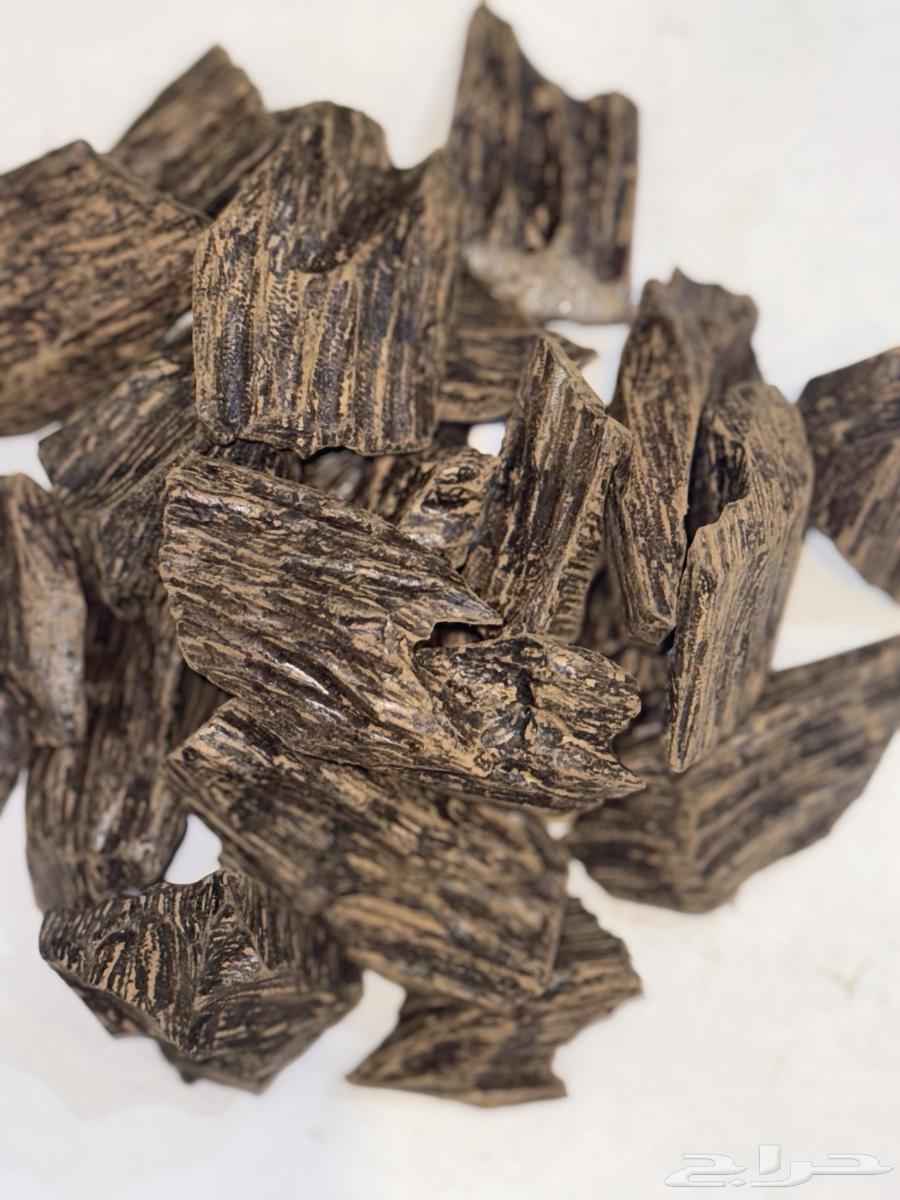 Tayger Oud64351896778754110