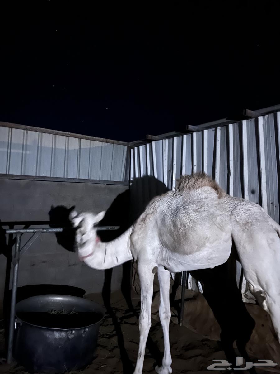 قعدان للبيع على السوم64360754704003112