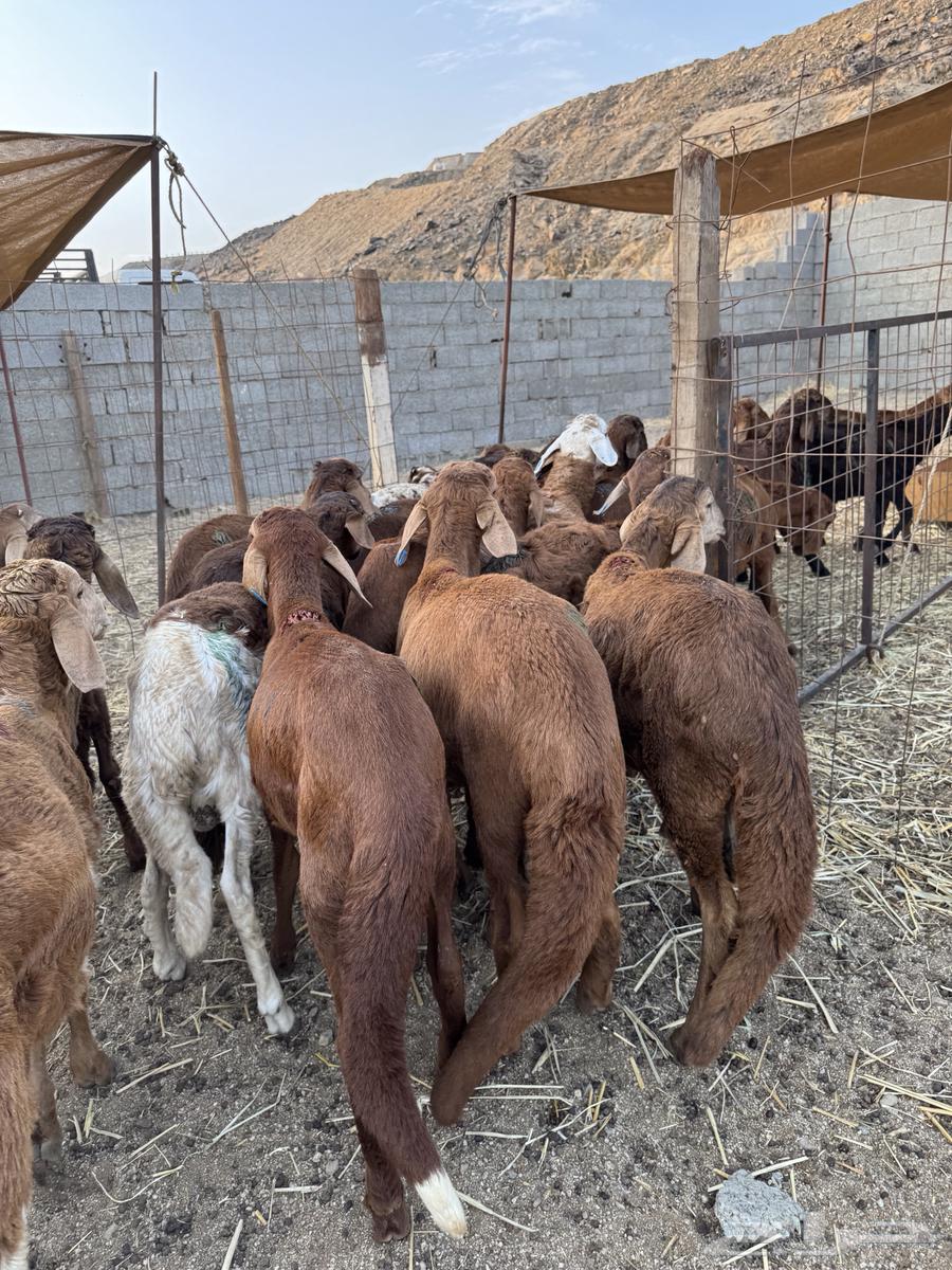 طليان سواكن64241769573250111