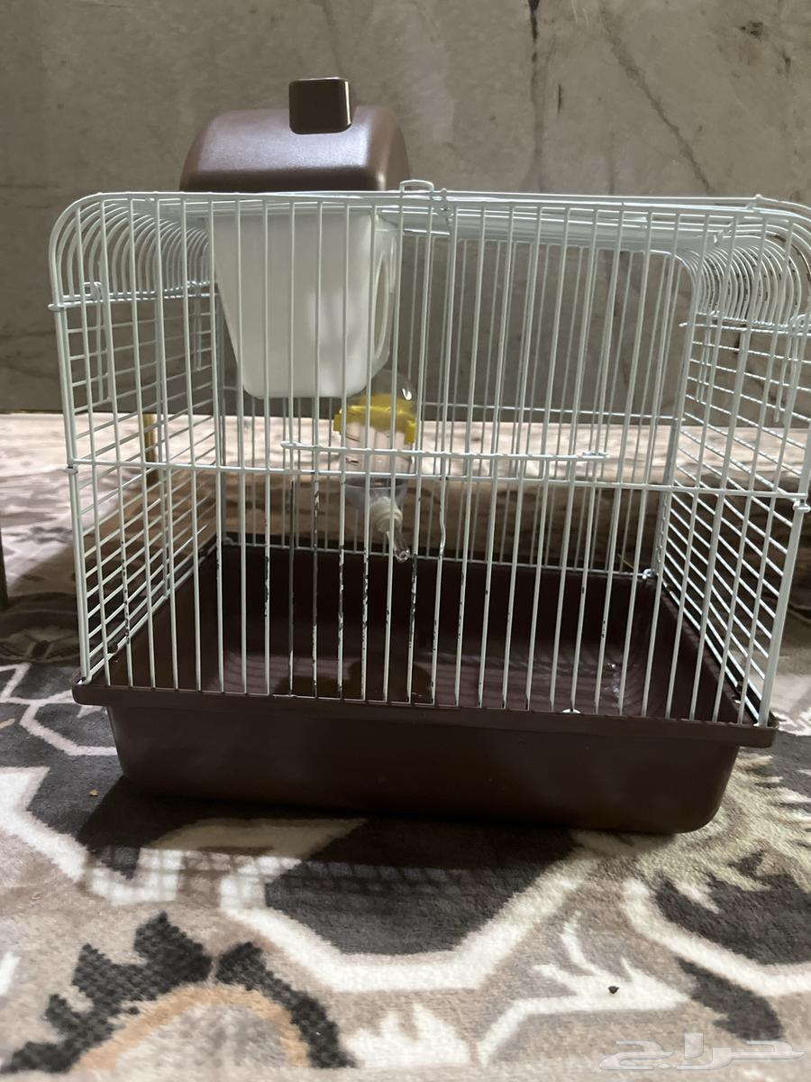 هامستر للبيع64356472012547110