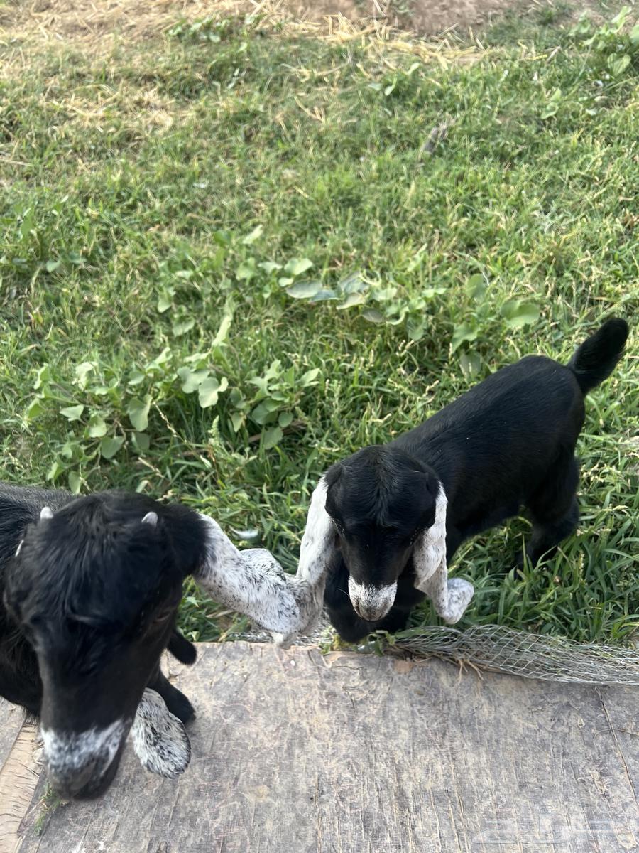 Two goats less than a month old and a little more64357806669441111