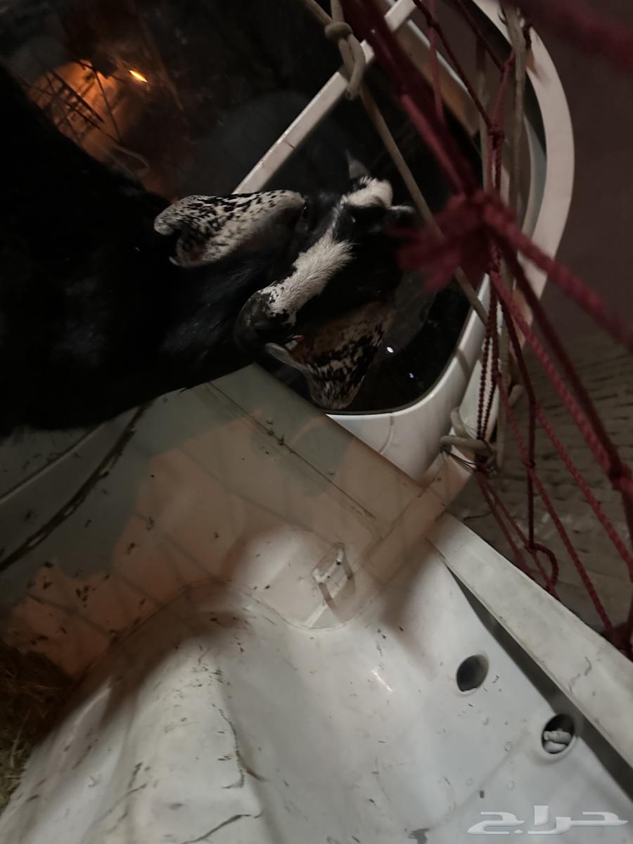 تيوس لباني64361892612739112