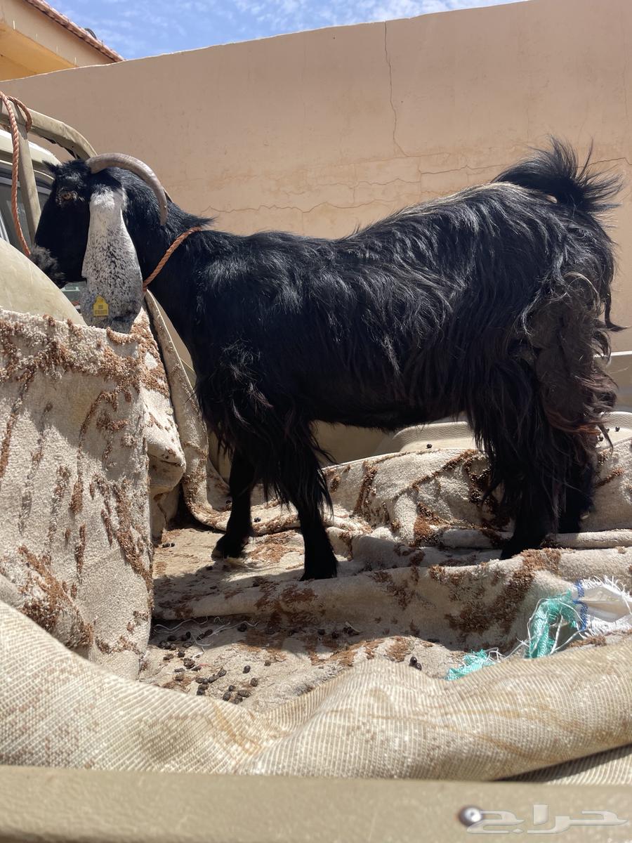 عنز حايل64353438411523112