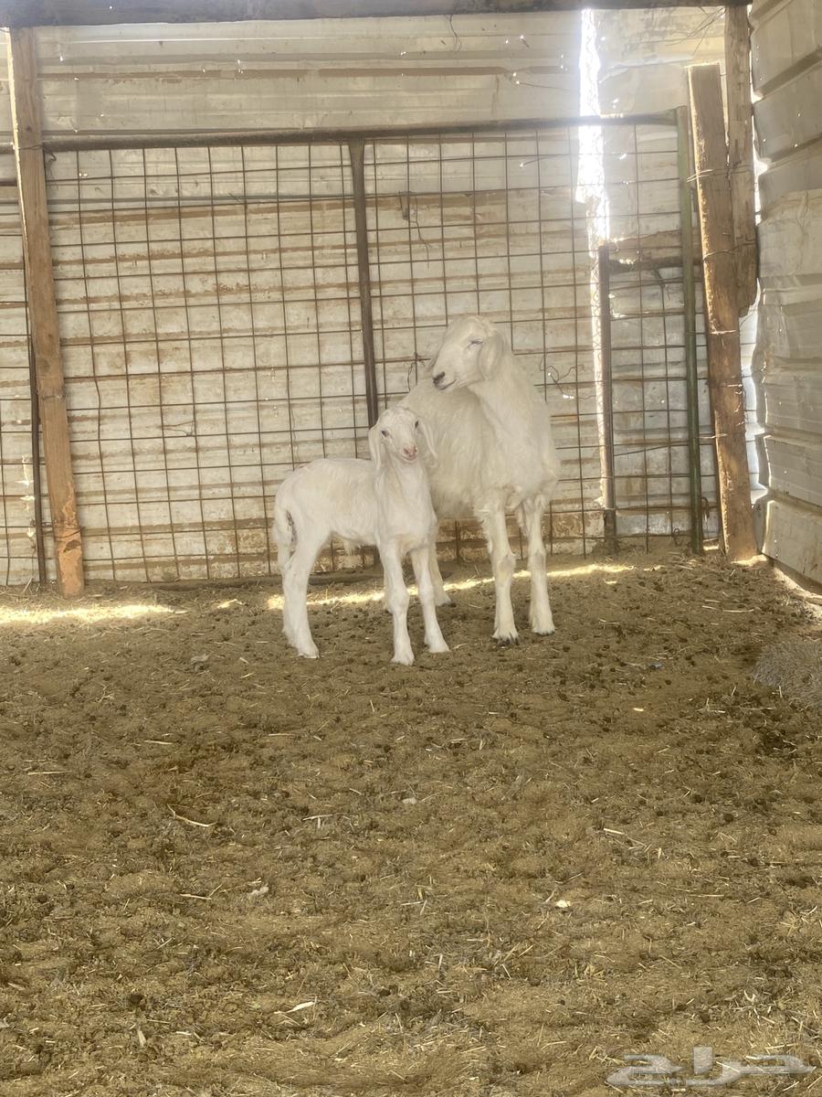 للبيع خروف64353913084801110