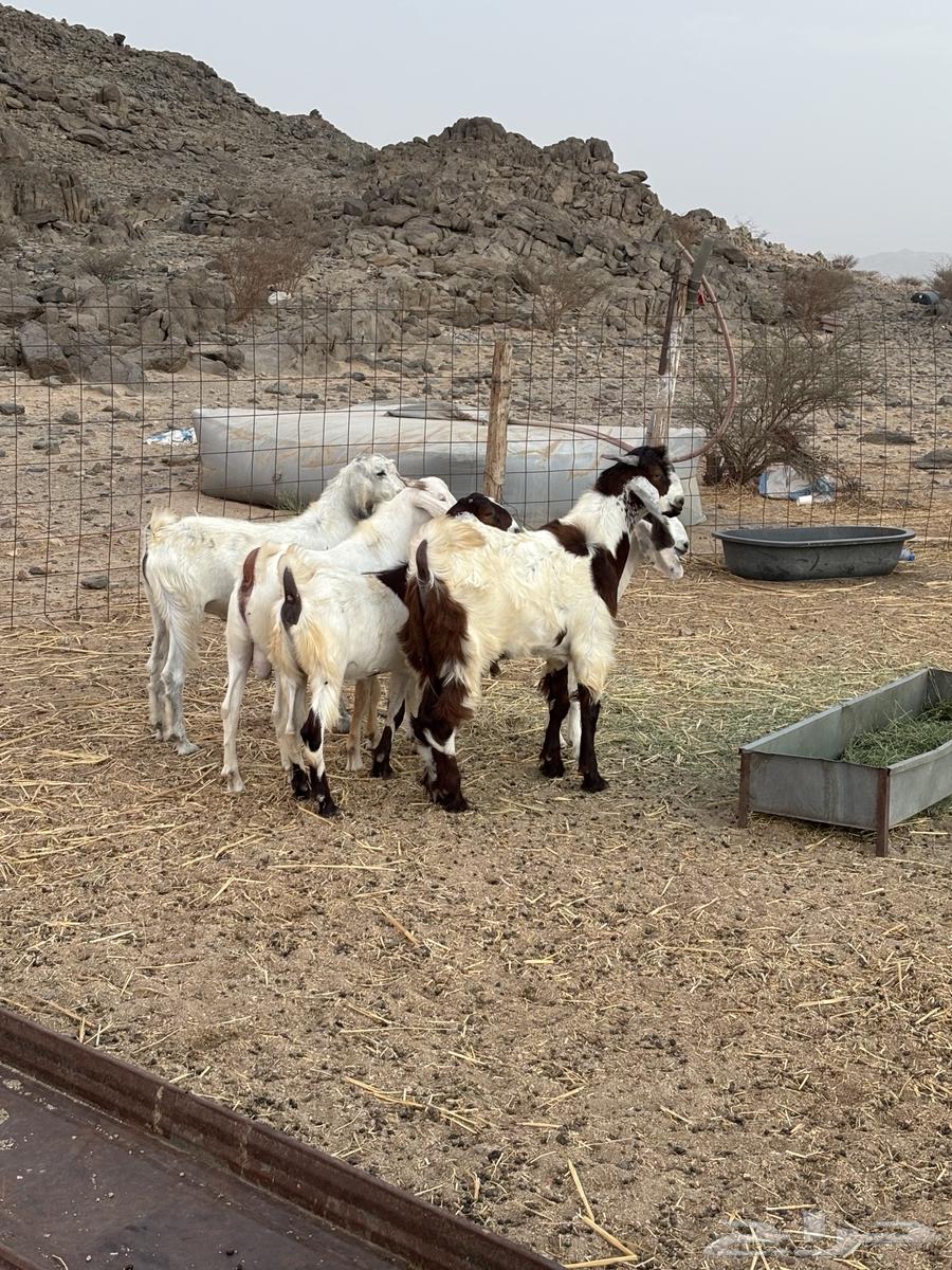 تيوس للبيع64362423844227111