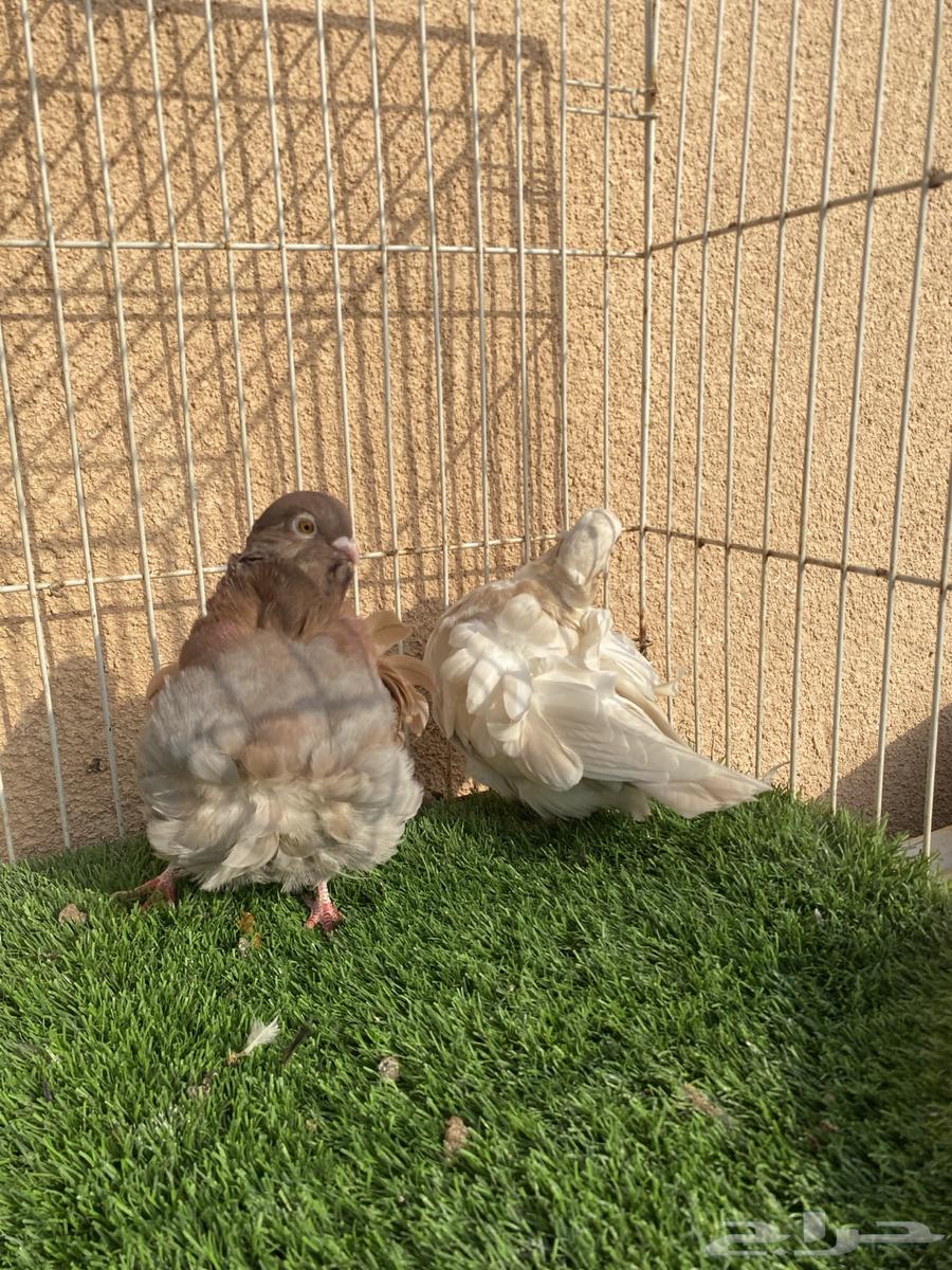 للبيع جوز كشكي لمون64356748079105112