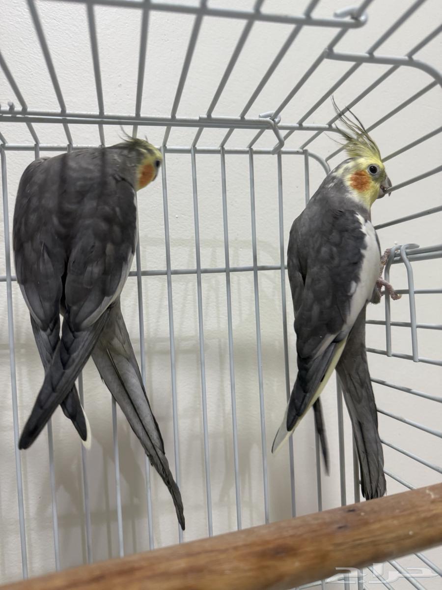 كروان للبيع64355494117889114