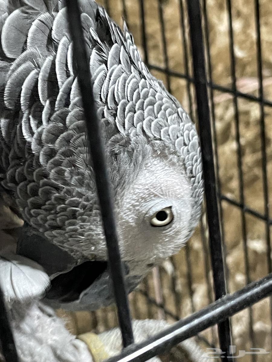 ببغاء افريقي64360914766979110
